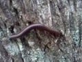 #6: A scary monster worm on the tree closest to the confluence point