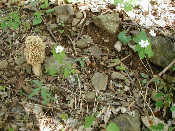 I espied a morel on the way back.