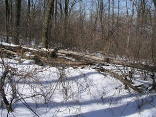 #1: 39N 78W lies just on the other side of this fallen tree.