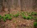#7: Wild Vermont lettuce patch? Maybe!