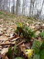 #9: Flowers coming up