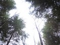 #2: Looking up between the 30 m tall trees