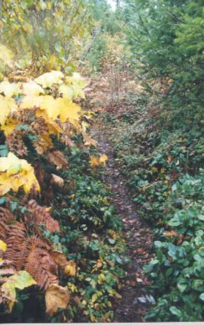 The steep, overgrown uphill trail towards the confluence.