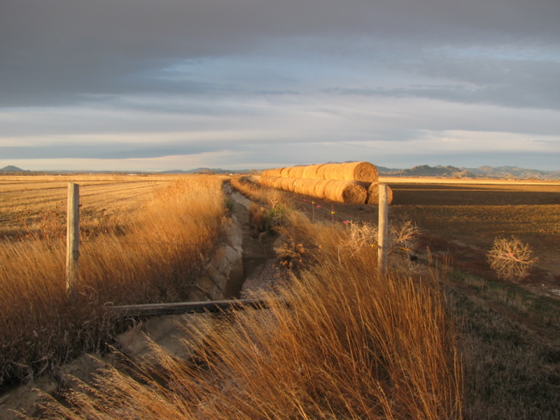 Looking West at irrigation ditch at the corner of Reservoir Road and Ayers Road.  Note tumbleweed on the right.