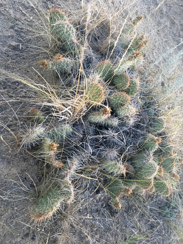Lots of prickly pear cactus clumps around as well