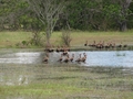 #5: Wild Ducks on the flooded roads near the CP