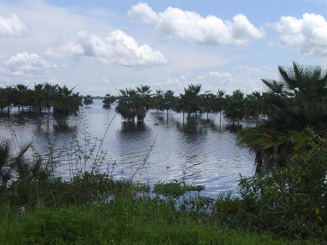 ESTUARY OR SWAMP OF CAMAGUAN- TYPICAL FLOODED LAND