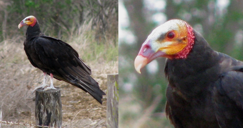 A Yellow-headed Vulture [Oripopo cabeza amarilla menor] (Cathartes burrovianus burrovianus)