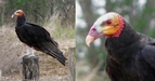 #8: A Yellow-headed Vulture [Oripopo cabeza amarilla menor] (Cathartes burrovianus burrovianus)