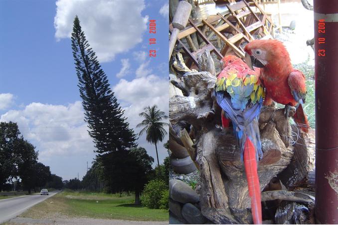 PINE TREE WITH PISA STYLE AND A COUPLE OF SCARLET MACAW