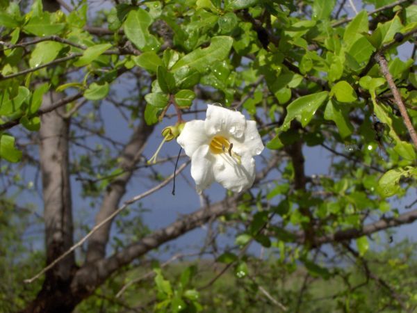Flor del Cuji o Yaque, planta autoctona del sitio