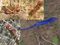 #10: Lizards and grasshoppers around the Confluence - Lagartijas y langostas cerca la confluéncia
