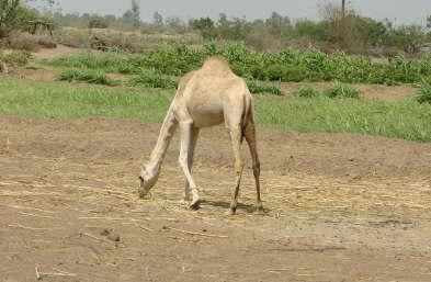 Nearby camel