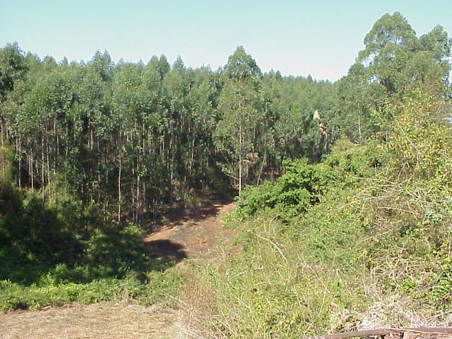 View to the south, where the monkey came out of the forest
