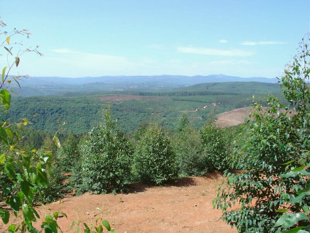 General view showing plantations and the Drakensberg