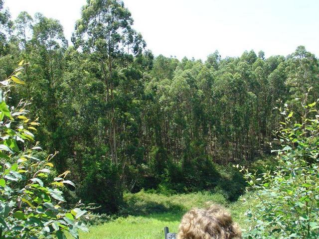 View East showing mature plantation