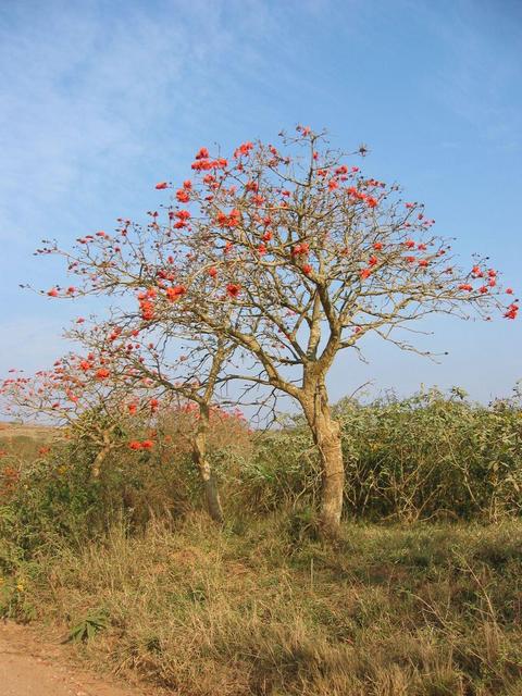 Tree with red flowers close to Confluence.