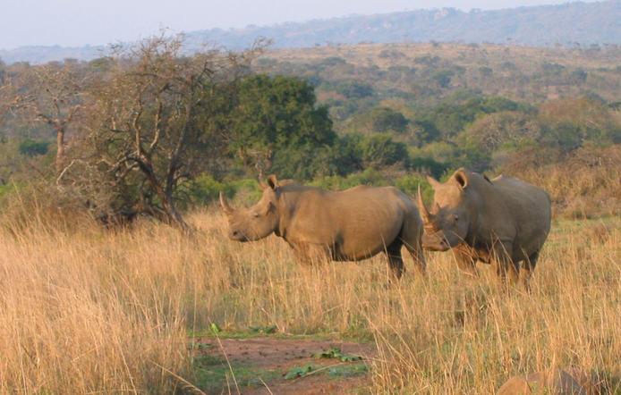 Rhino in the Game Reserve