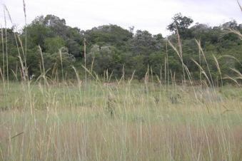 #1: View of Confluence area through tall grass