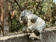 #10: Dead Teddy Bear at the Fence