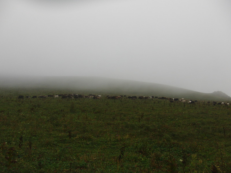 Cattle is passing like in Western movies