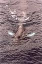#3: Humpback Whale with its white flippers