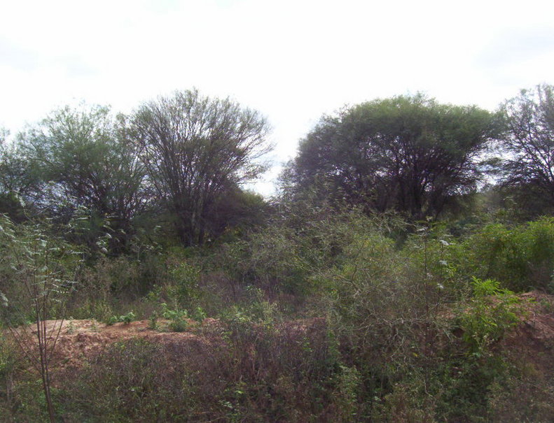 Monte denso del otro lado del canal. Dense bushes on the other side