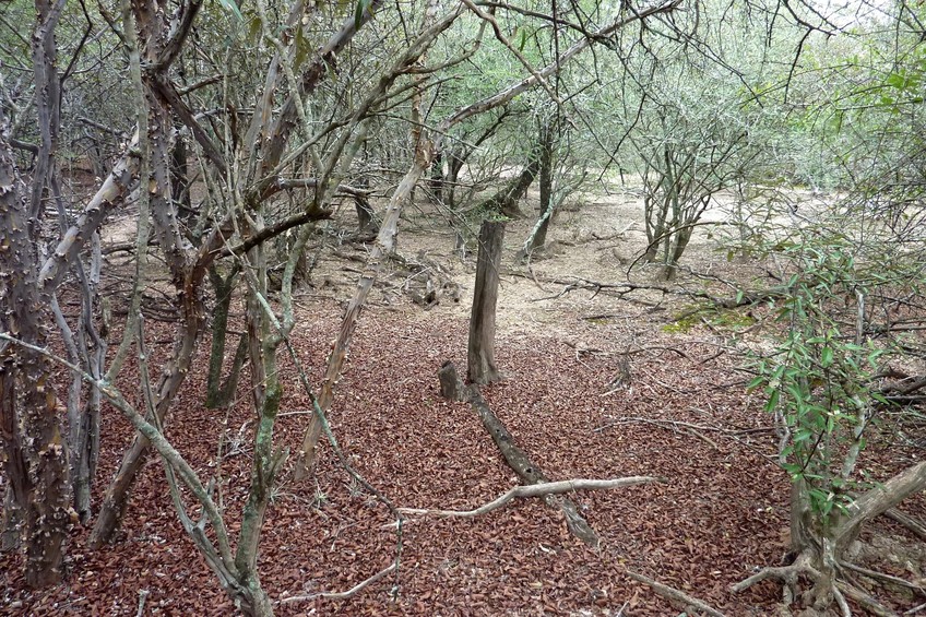 View from the confluence towards the north