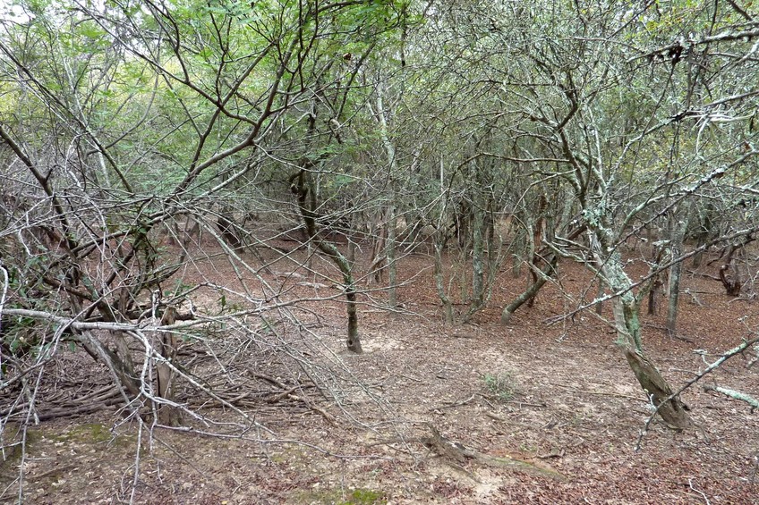 View from the confluence towards the south