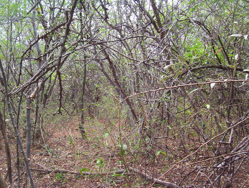 Dentro del monte / inside the bushes