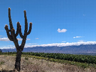 #10: The vineyard below the confluence point