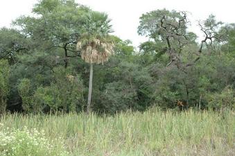 #1: Hacia el Oeste el Monte Chaqueño