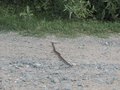 #7: Snake