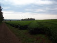 #9: Plantación de te. Tea plantation