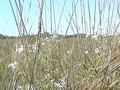 #5: Vegetación del lugar - Vegetation at the spot