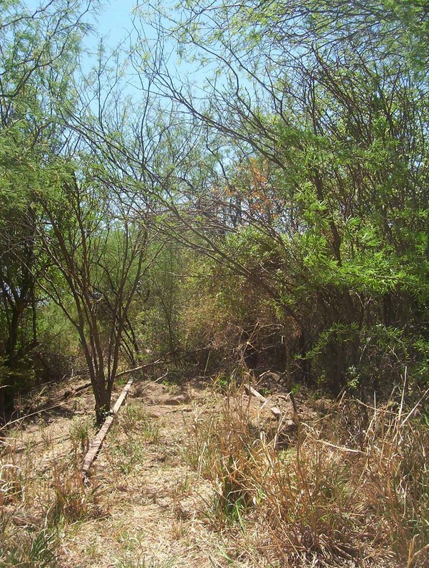 Vias abandonadas / abandoned roads