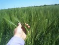 #7: Trigo /wheat plantation