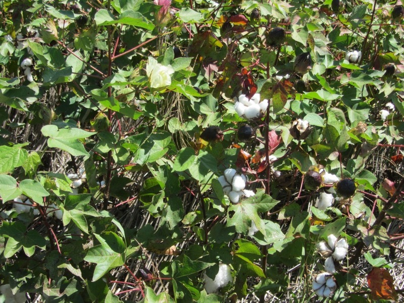 Cotton flowers