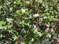 #7: Cotton flowers