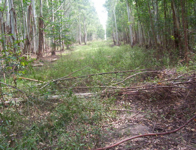 Arboles caídos