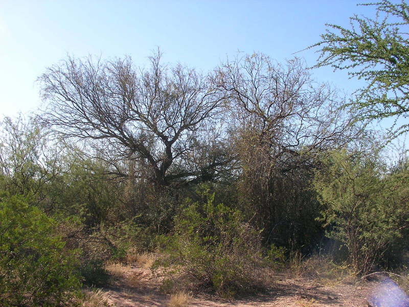 Vista Este. East view