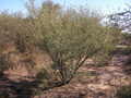 #6: Vista de la vegetación. Vegetation conditions