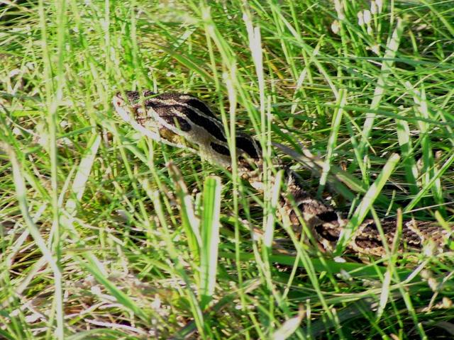 an unwelcome companion just on the confluence