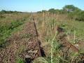 #5: the abandoned railtrack of the "General Urquiza Railways"