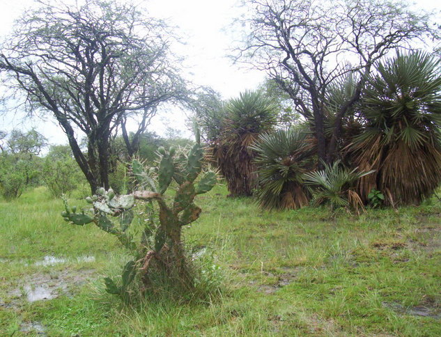 Monte Virgen Natural