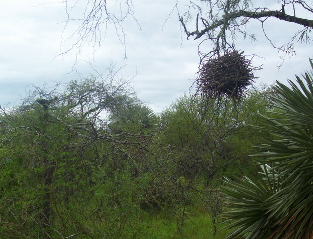 Nido de aves