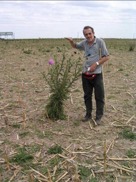 a tall thistle growing at the confluence