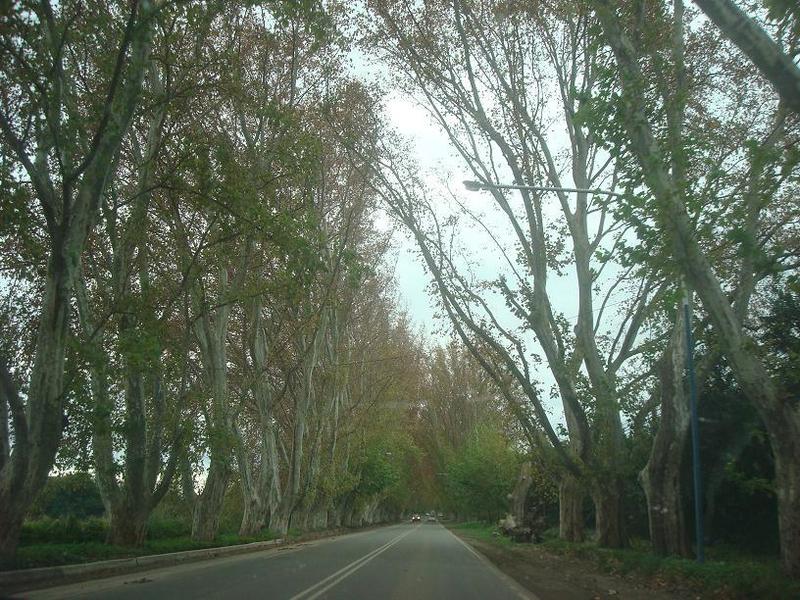 Hermoso arbolado en Colonia Caroya. Nice trees at Colonia Caroya
