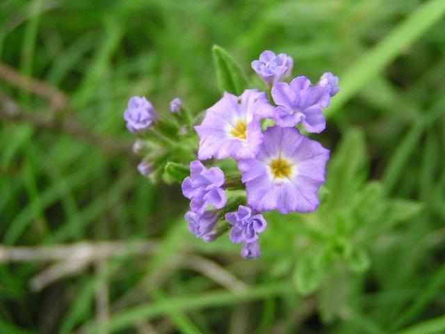 rare blue flowers close to the confluence