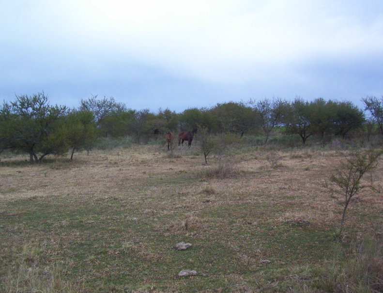 Caballos en el monte ralo. Houses in the bushes